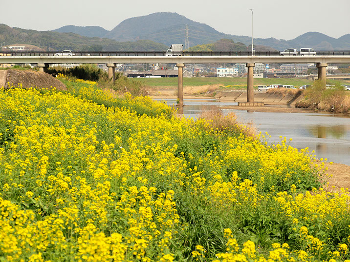 遠賀川河川敷菜の花