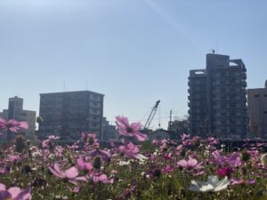 11月9日マンション現地風景　中の島コスモス畑からの風景①